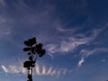 An isolated tree with blue sky and cloud let`s.