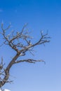 Isolated tree branches at Eagle Canyou, Utah Royalty Free Stock Photo