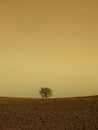 Isolated tree on agriculture field Royalty Free Stock Photo