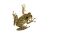 Isolated Tree Frog Royalty Free Stock Photo