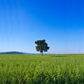 Isolated tree in the green countryside Royalty Free Stock Photo