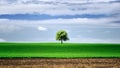 Isolated tree in the green field , in the spring time with blue sky