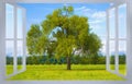 Isolated tree in a green meadow of a public park with trees on backgrpund and clear sky seen through a window - concept image Royalty Free Stock Photo