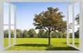 Isolated tree in a green meadow of a public park with trees on b Royalty Free Stock Photo