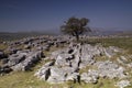 And isolated tree grows on a limestone pavement Royalty Free Stock Photo