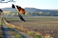 Isolated tree during leaf fall in autumn with leaf detail Royalty Free Stock Photo