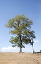 Isolated tree and lighting pole