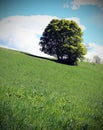 isolated tree in the middle of the green meadow in summer Royalty Free Stock Photo