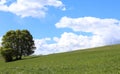 isolated tree in the middle of the green meadow in summer Royalty Free Stock Photo