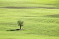 Isolated tree in the middle of a green, wavy field in Tuscany, Italy, during spring Royalty Free Stock Photo