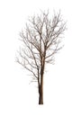 Isolated tree with no leaves on white background