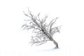 Isolated tree over a white winter background Royalty Free Stock Photo