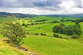 Isolated tree, beside the path to the Norber erratics, Austwick, Yorkshire Dales, England Royalty Free Stock Photo