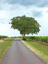 Isolated tree by the side of a country road amidst vineyards in the Charentes region