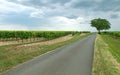 Isolated tree by the side of a country road amidst vineyards in the Charentes region