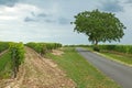 Isolated tree by the side of a country road amidst vineyards in the Charentes region