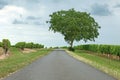 Isolated tree by the side of a country road amidst vineyards in the Charentes region