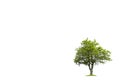 Isolated tree silhouette. Tree on a white background