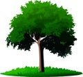 isolated tree silhouette on white background Royalty Free Stock Photo