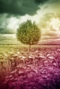 Isolated tree in a sunflowers field in a Tuscany countryside with dramatic cloudy sky Royalty Free Stock Photo