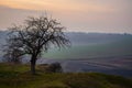 An isolated tree at sunset Royalty Free Stock Photo