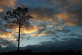 Isolated Tree During Sunset With Clouds Royalty Free Stock Photo