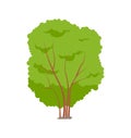 Isolated Tree or Tall Shrub Cartoon Vector Icon