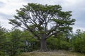 Isolated tree from Tierra Del Fuego National Park, Argentina Royalty Free Stock Photo