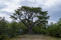 Isolated tree from Tierra Del Fuego National Park, Argentina Royalty Free Stock Photo