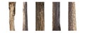 Isolated tree trunk Collection on White Background. Royalty Free Stock Photo