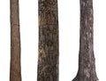isolated tree trunk Collection on White background Royalty Free Stock Photo