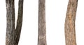 isolated tree trunk Collection on White background Royalty Free Stock Photo