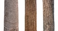 isolated tree trunk Collection on White background Royalty Free Stock Photo