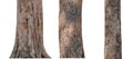 isolated tree trunk Collection on White background Royalty Free Stock Photo