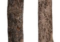 isolated tree trunk Collection on White background Royalty Free Stock Photo