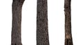isolated tree trunk Collection on White background Royalty Free Stock Photo
