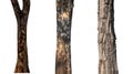 isolated tree trunk Collection on White background Royalty Free Stock Photo