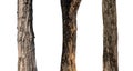 isolated tree trunk Collection on White background Royalty Free Stock Photo