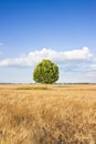 Isolated tree in a tuscany wheatfield Royalty Free Stock Photo