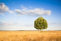 Isolated tree in a tuscany wheatfield Royalty Free Stock Photo