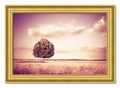 Isolated tree in a tuscany wheatfield - Tuscany - Italy - Wood Royalty Free Stock Photo