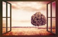 Isolated tree in a tuscany wheatfield seen from a window - Tuscany - Italy - concept image with copy space Royalty Free Stock Photo