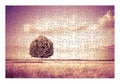 Isolated tree in a Tuscany wheatfield in shape of puzzle - Tuscany - Italy - toned image Royalty Free Stock Photo