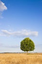 Isolated tree in a tuscany wheatfield - Tuscany - Italy Royalty Free Stock Photo