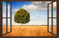 Isolated tree in a tuscany wheatfield view from the window - con Royalty Free Stock Photo