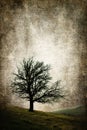 Isolated tree vintage concept illustration