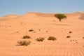 Isolated tree in the Wahiba Sand Desert