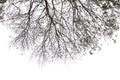 Isolated tree on white background. Royalty Free Stock Photo