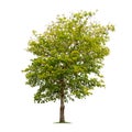 Isolated tree on white background