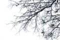 Isolated tree on white background. Royalty Free Stock Photo